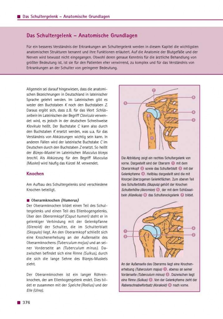 Das Schultergelenk – Anatomische Grundlagen