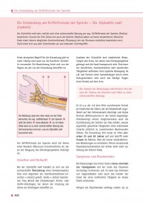 Die Entzündung am Griffelfortsatz der Speiche – Die Styloiditis radii (radialis)