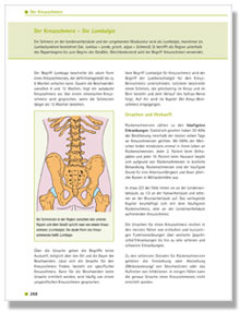 Leseprobe Kapitel "Der Kreuzschmerz - Die Lumbalgie"